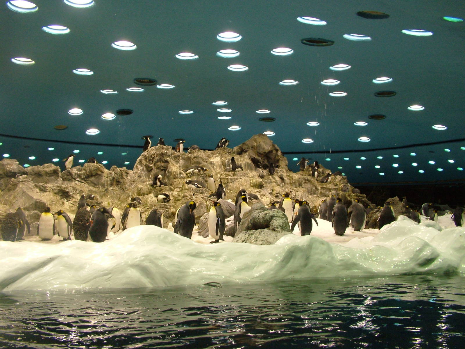 Antarctic Penguin Exhibit at Loro Parque, 08/11/10