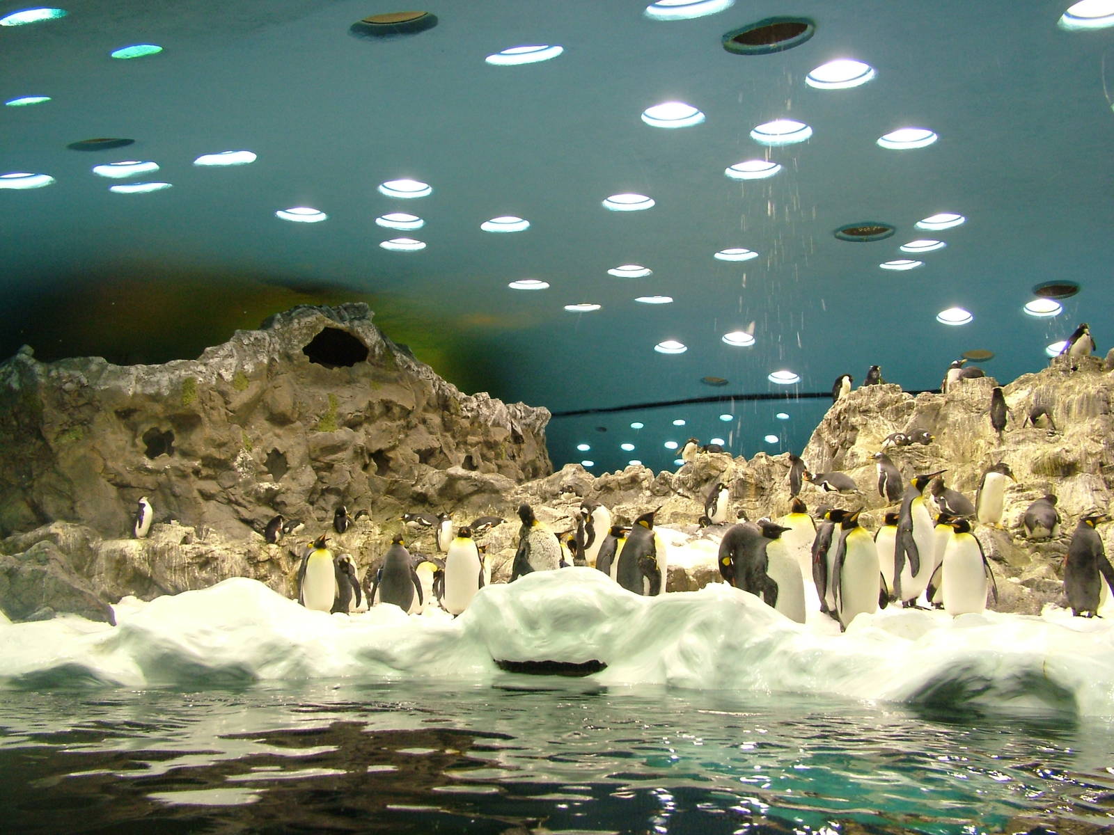 Antarctic Penguin Exhibit at Loro Parque, 08/11/10