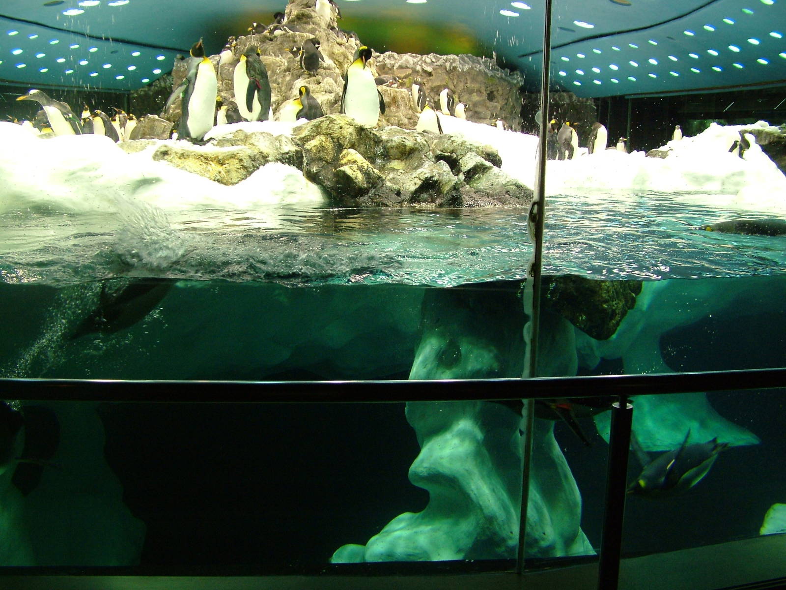 Antarctic Penguin Exhibit at Loro Parque, 08/11/10