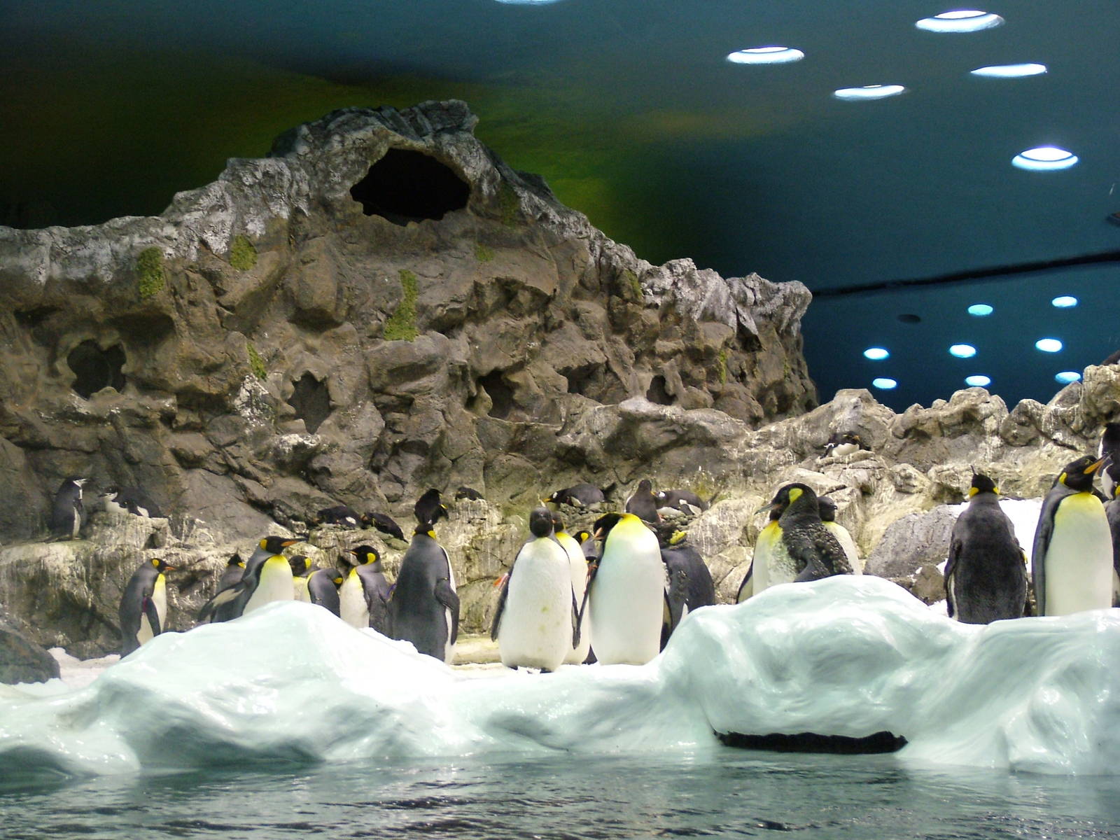 Antarctic Penguin Exhibit at Loro Parque, 08/11/10