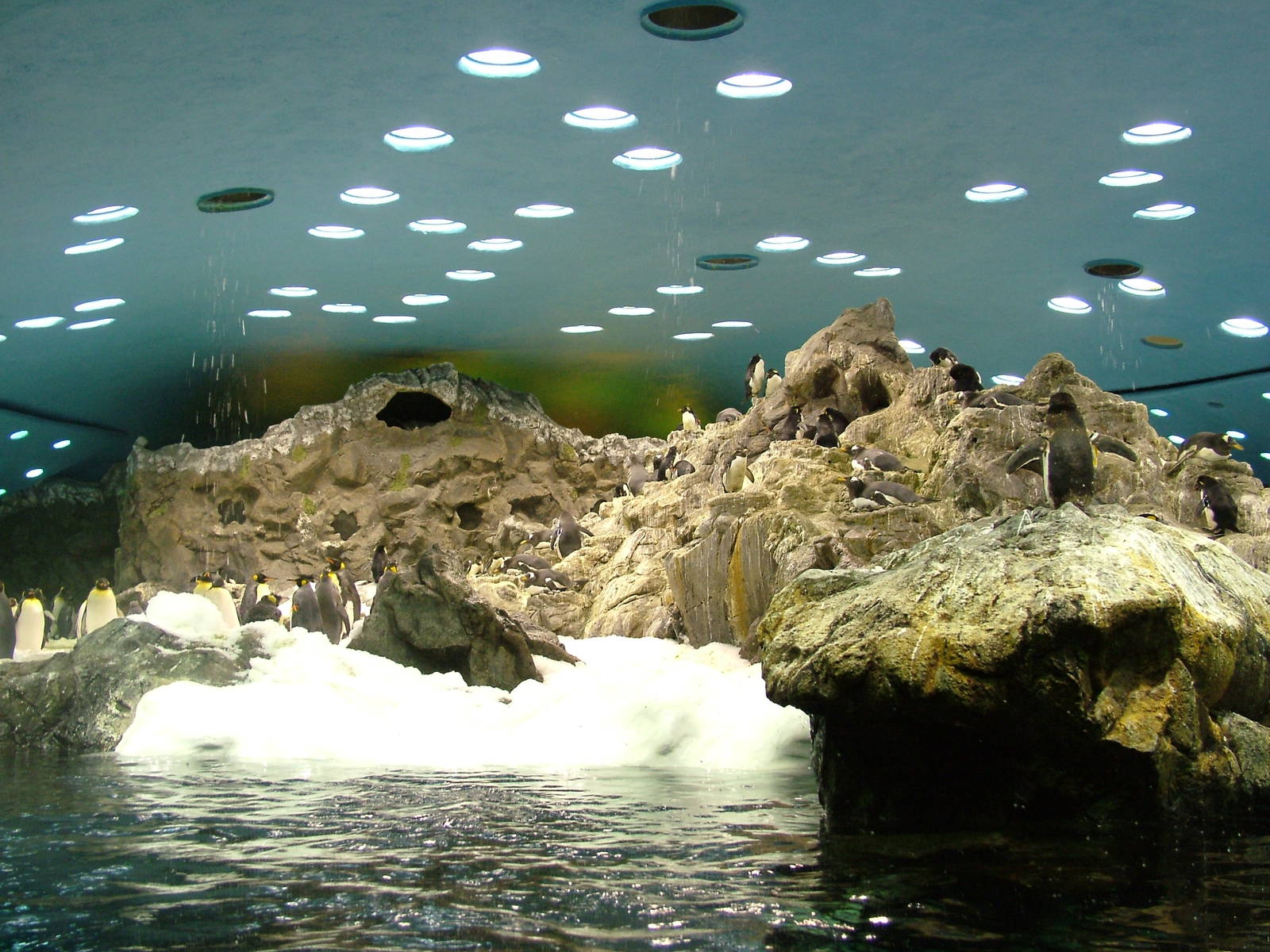 Antarctic Penguin Exhibit at Loro Parque, 08/11/10