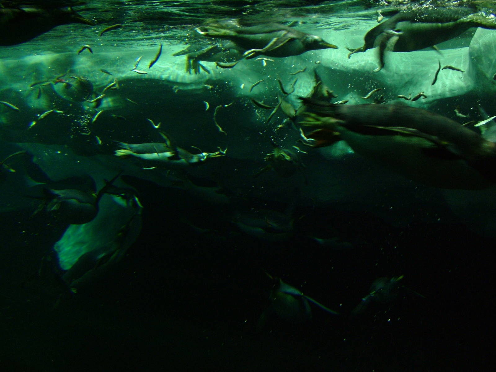 Antarctic Penguin Exhibit at Loro Parque, 08/11/10