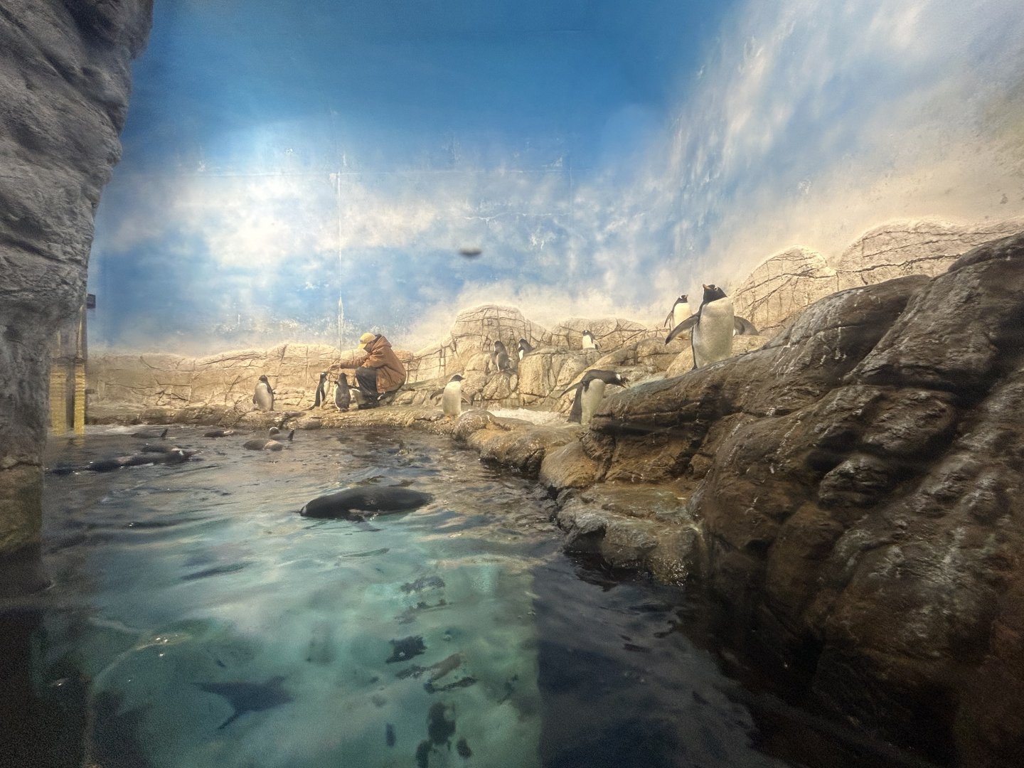 Antarctic Penguin Exhibit - Oceans