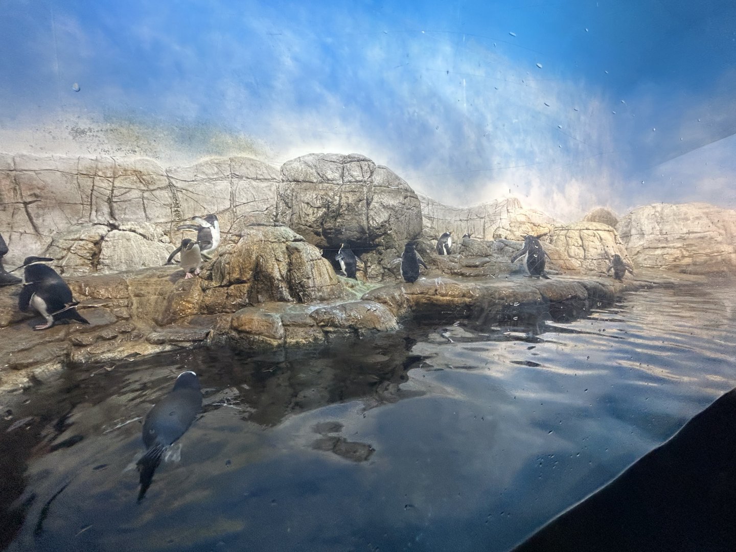 Antarctic Penguin Exhibit - Oceans