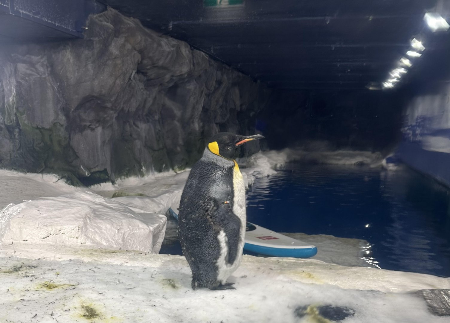 Antarctic Penguin Exhibit