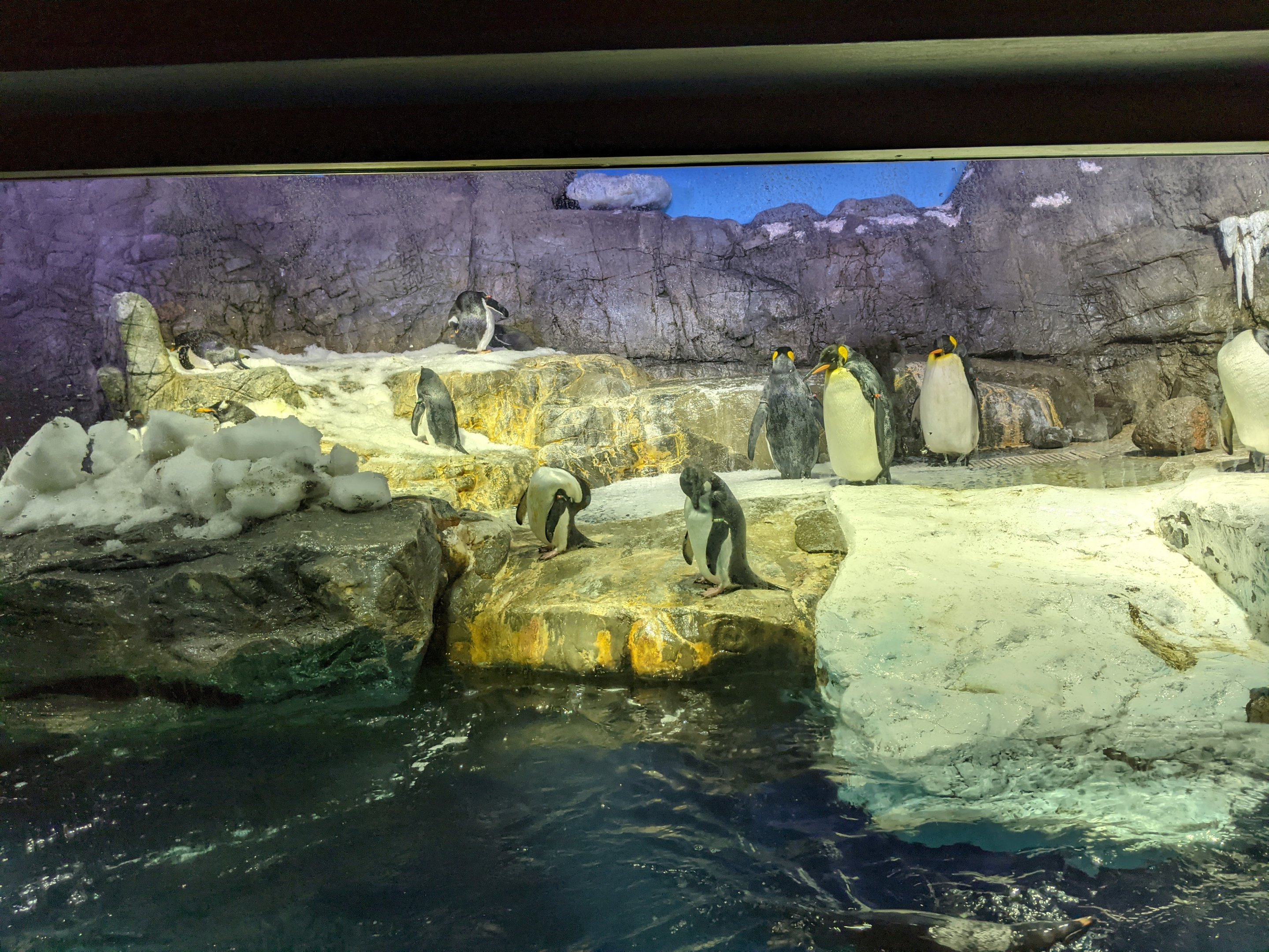 Antarctic penguin exhibit