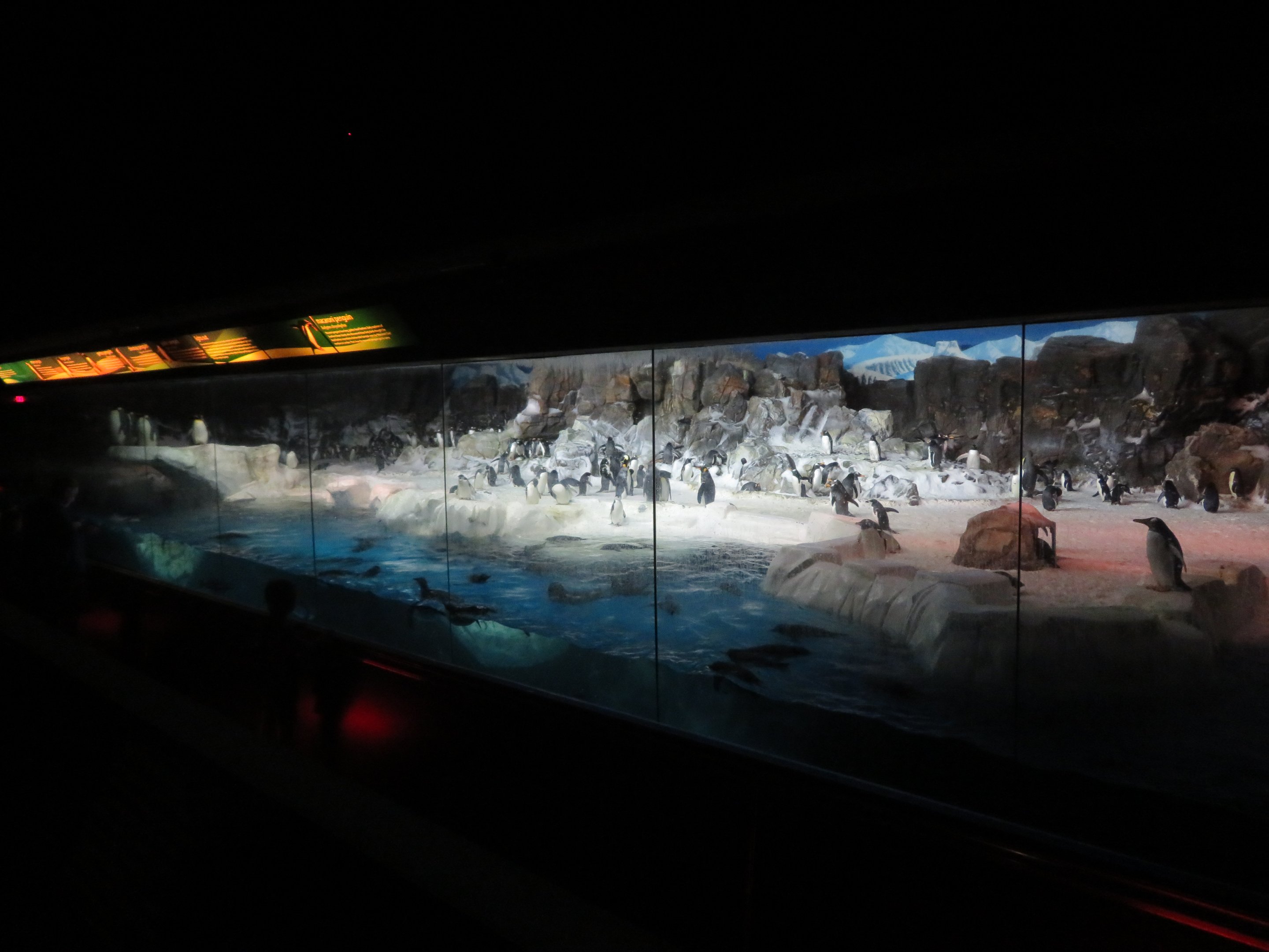 Antarctic Penguin Exhibit