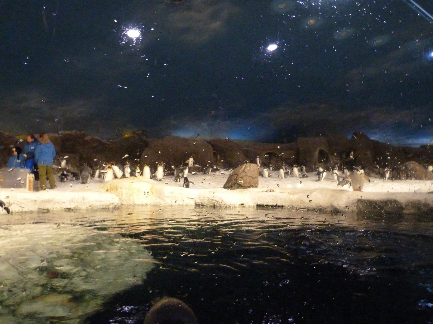 Antarctic penguins exhibit -Faunia (2025)