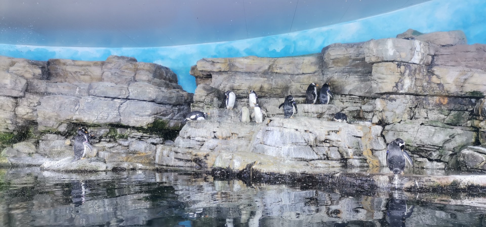 Antarctic / Penguins