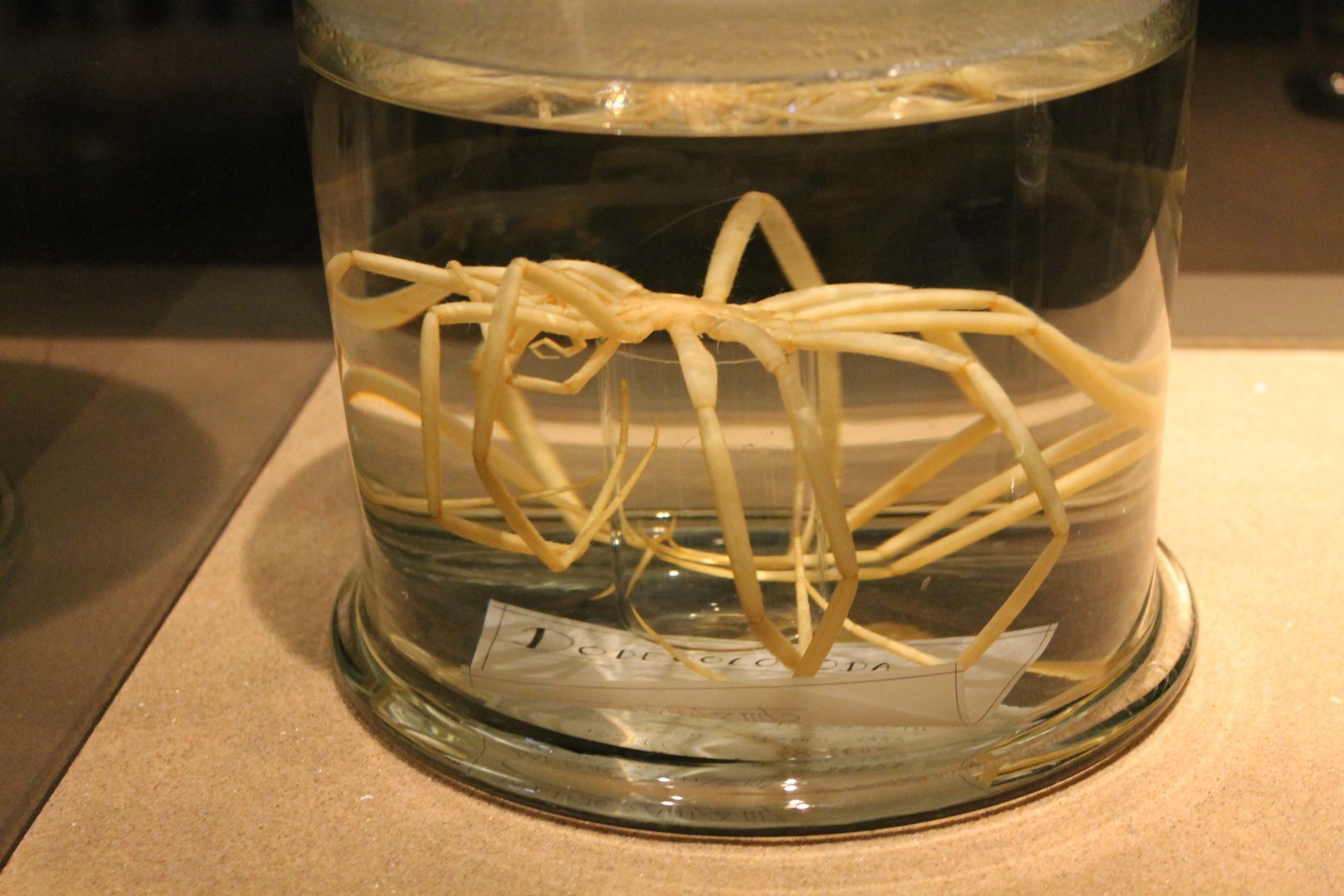 Antarctic sea-spider - Dodecolopoda mawsoni