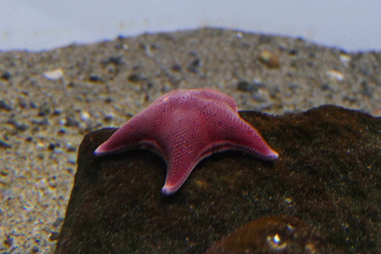 Antarctic Seastar (Odontaster validus)