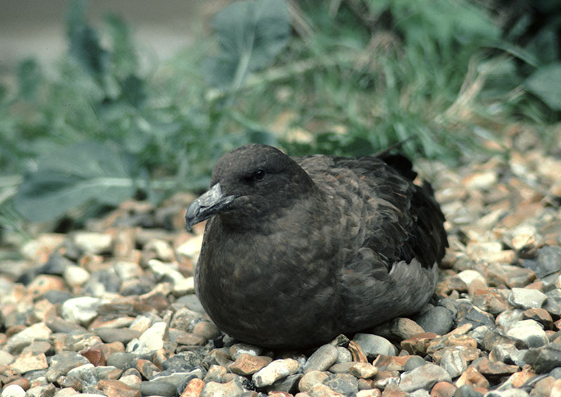 Antarctic skua 1976