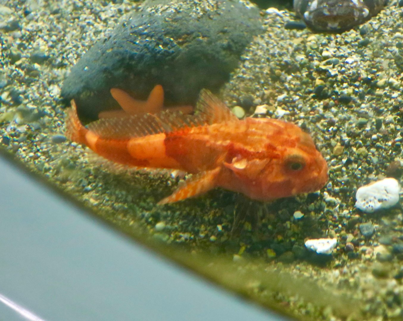 Antarctic Spiny Plunderfish (Harpagifer antarcticus)