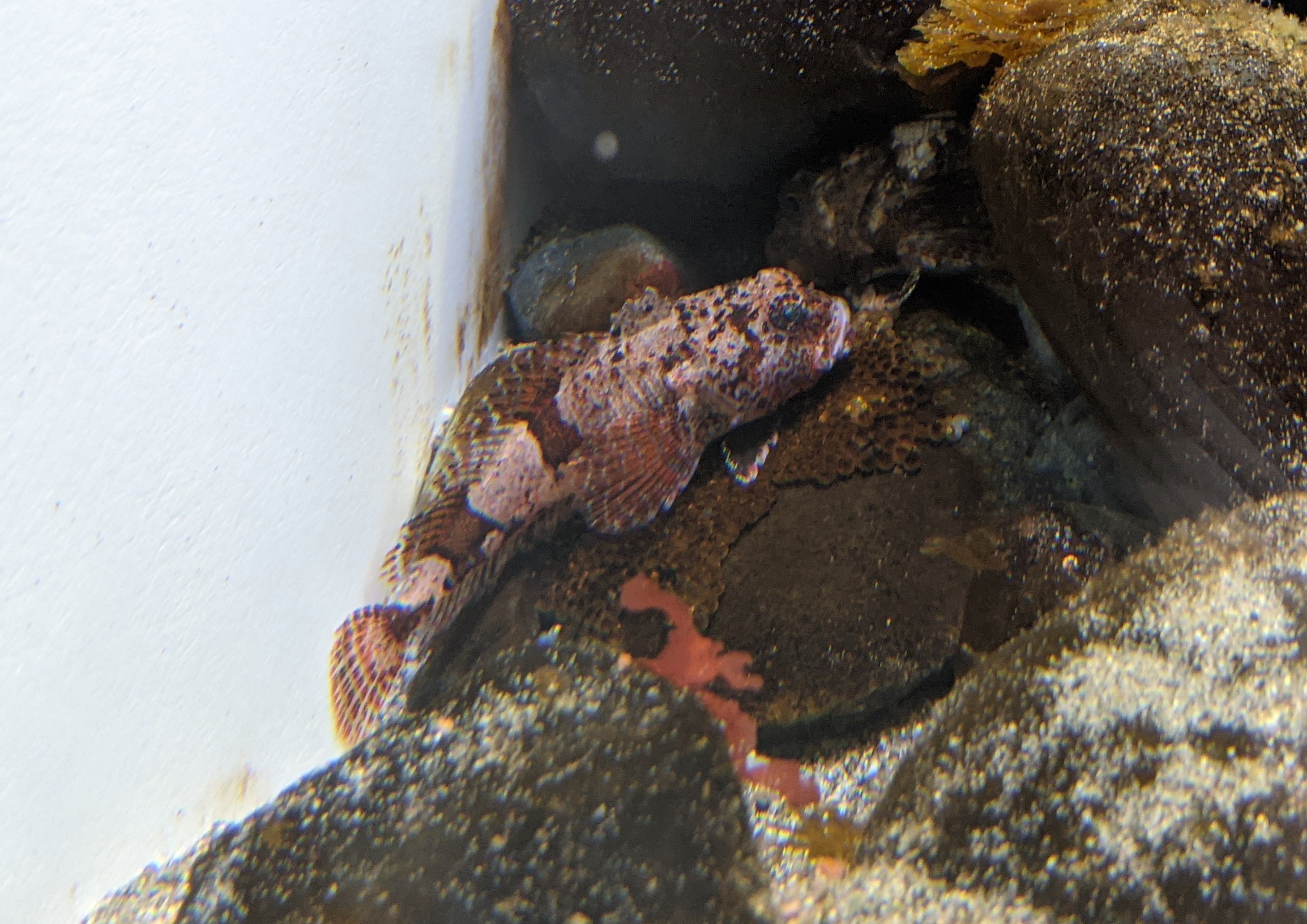 Antarctic Spiny Plunderfish (Harpagifer antarcticus)