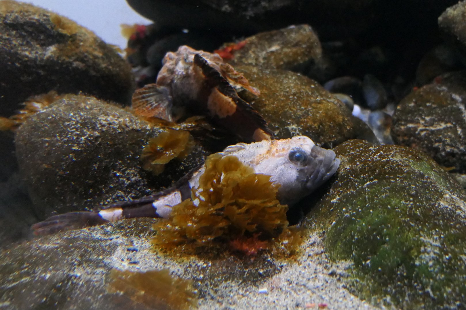 Antarctic Spiny Plunderfish (Harpagifer antarcticus)