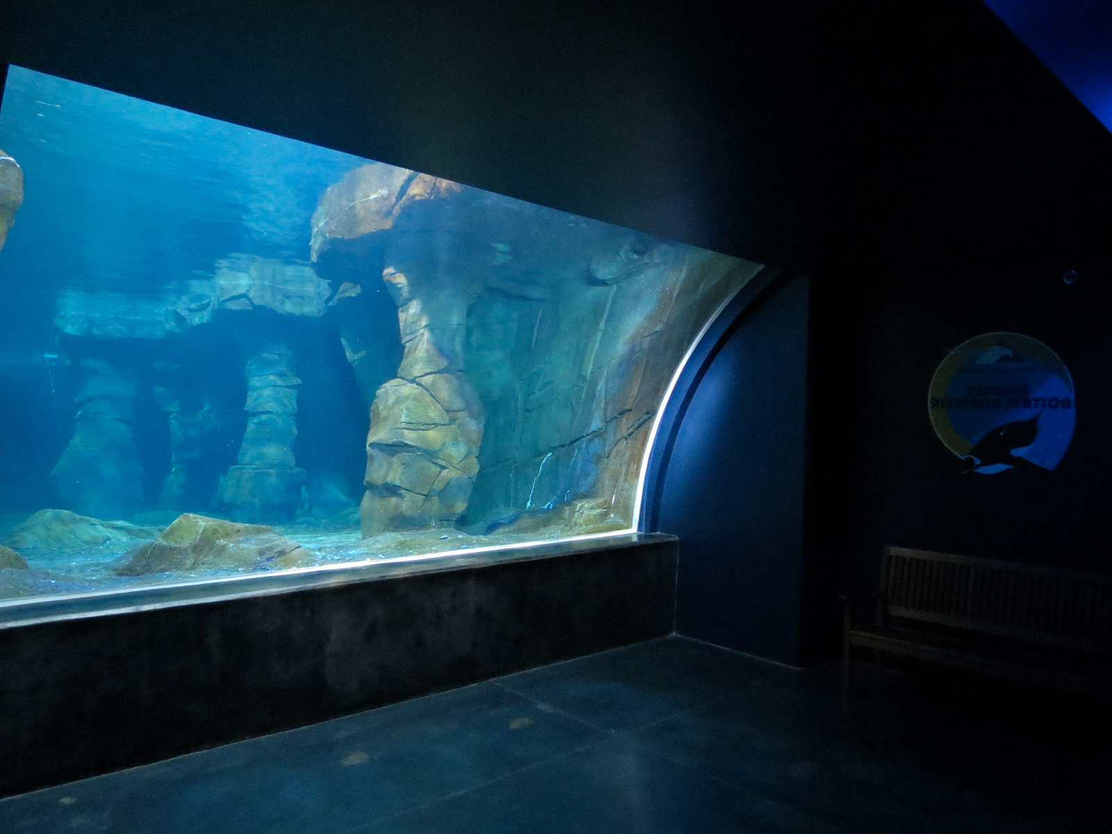 Antarctica Adventure - Gentoo Penguin Exhibit