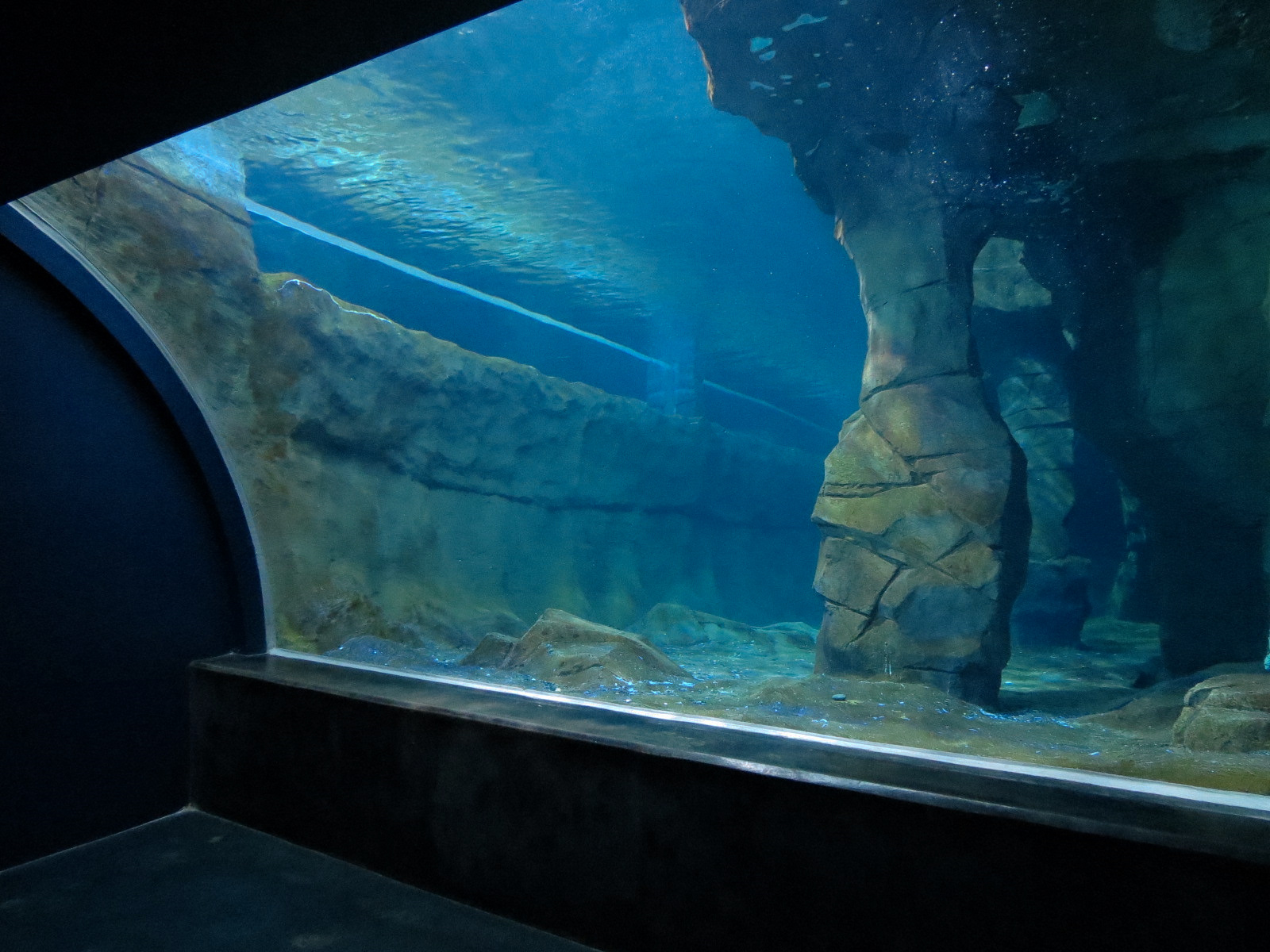 Antarctica Adventure - Gentoo Penguin Exhibit