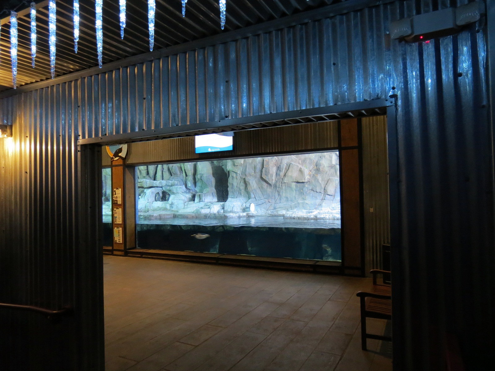 Antarctica Adventure - Gentoo Penguin Exhibit