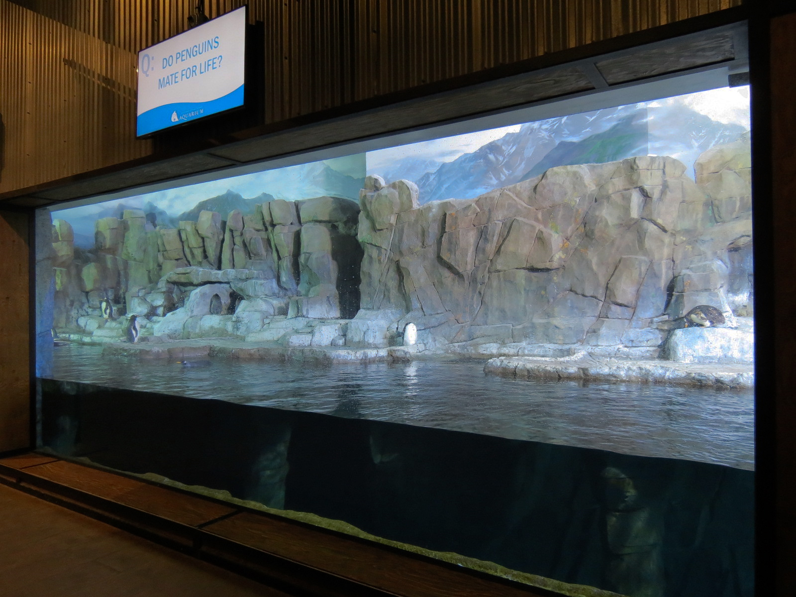 Antarctica Adventure - Gentoo Penguin Exhibit