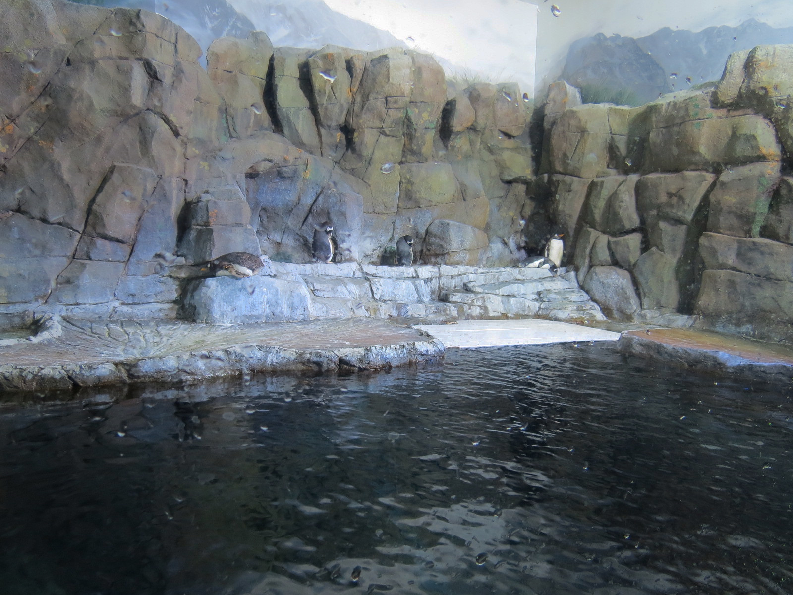 Antarctica Adventure - Gentoo Penguin Exhibit