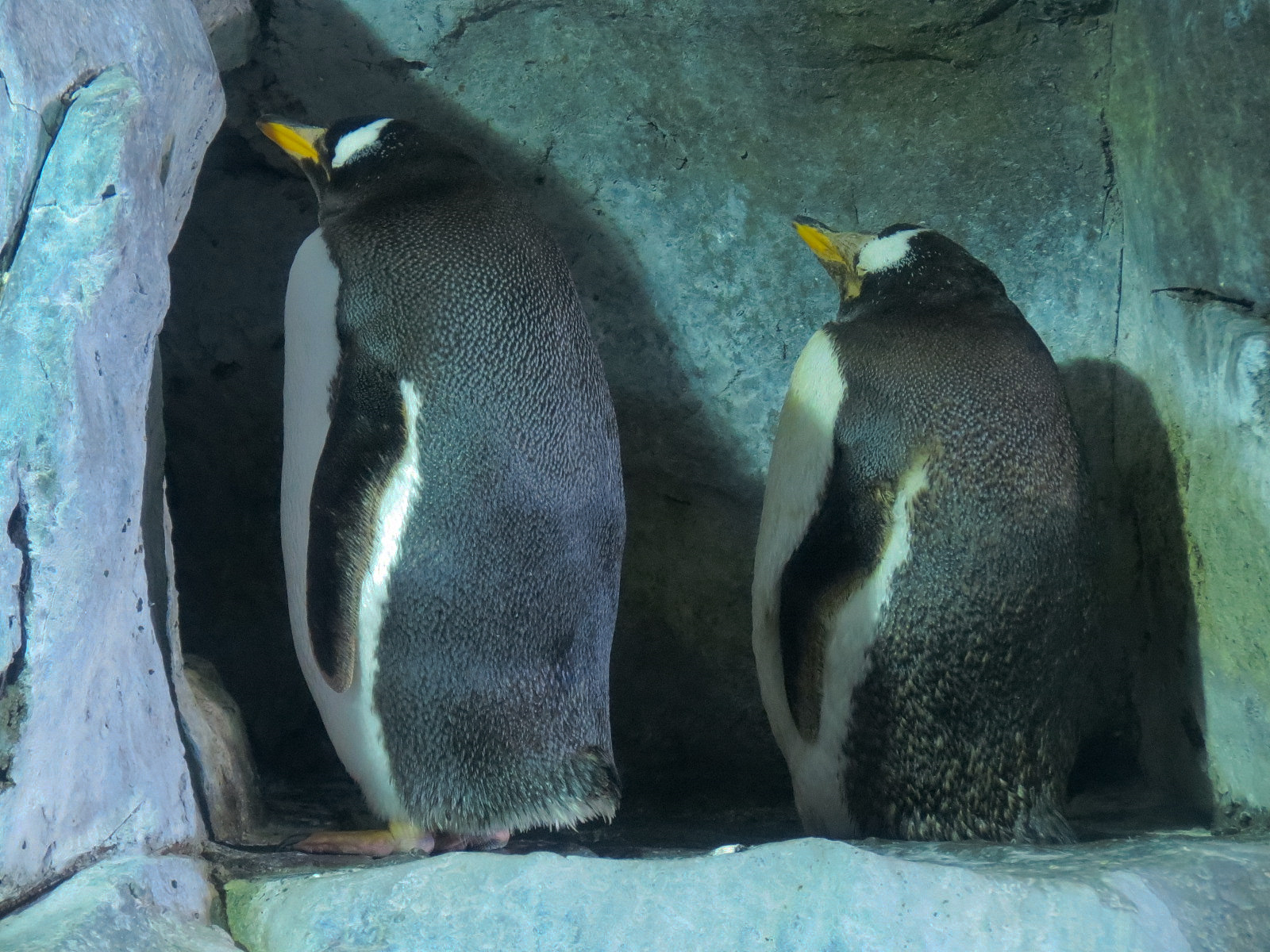 Antarctica Adventure - Gentoo Penguin Exhibit