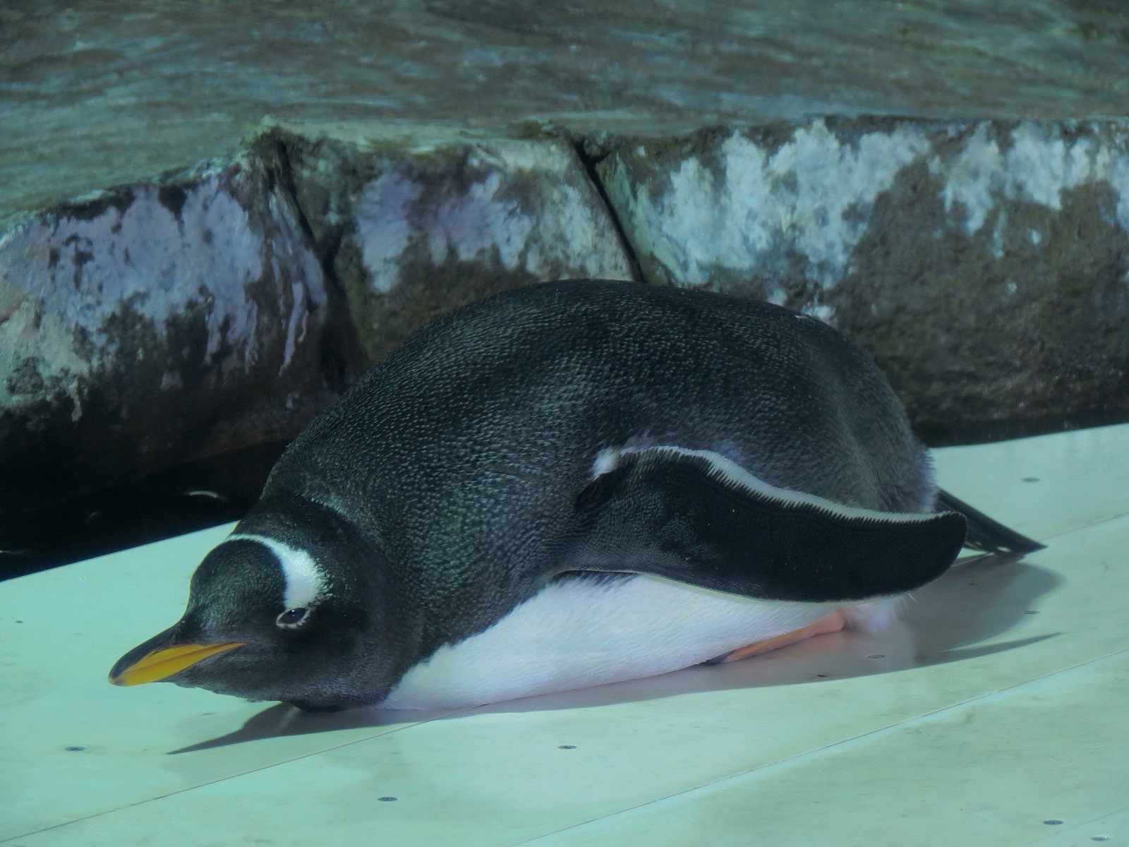 Antarctica Adventure - Gentoo Penguin Exhibit