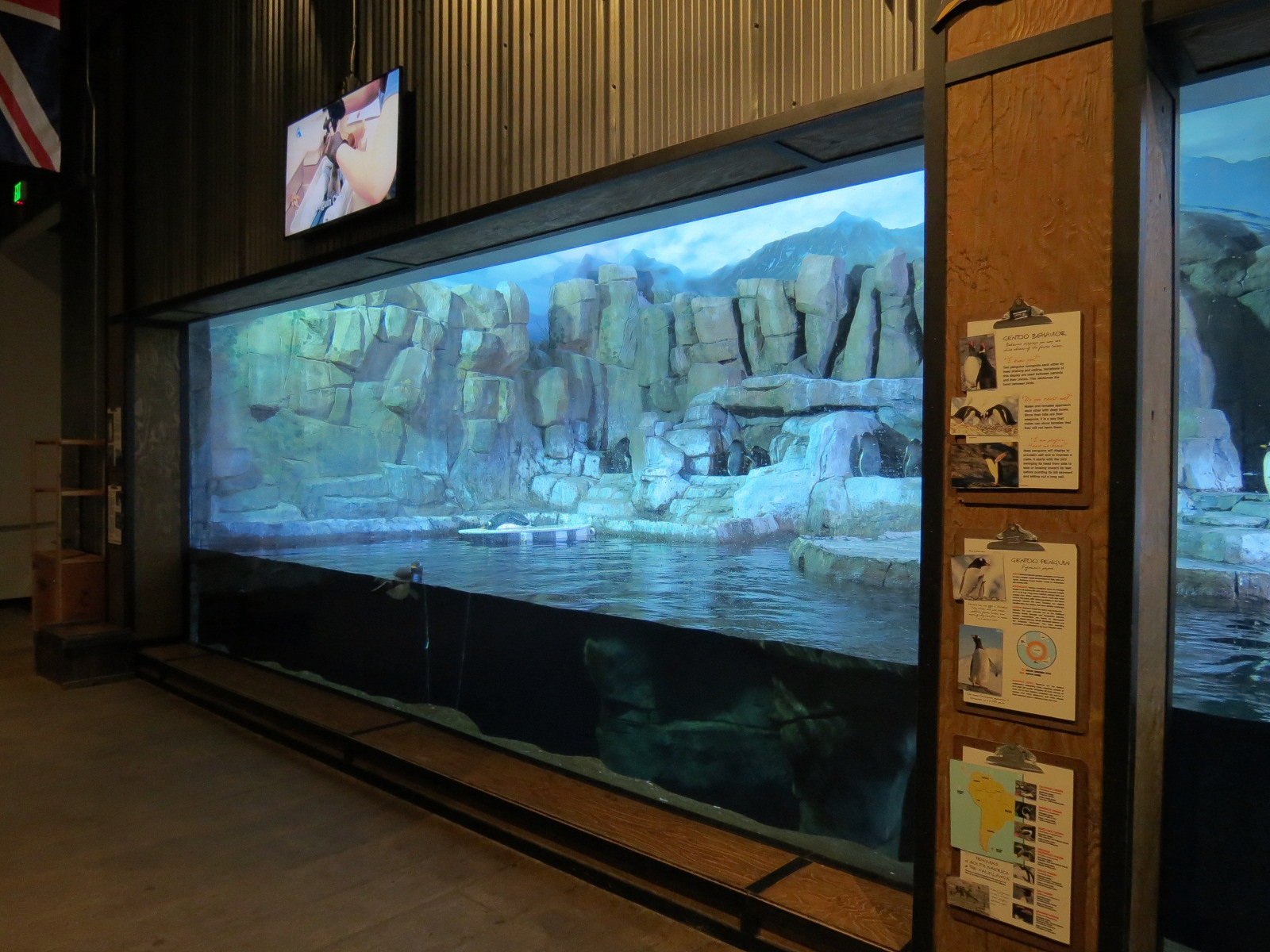 Antarctica Adventure - Gentoo Penguin Exhibit