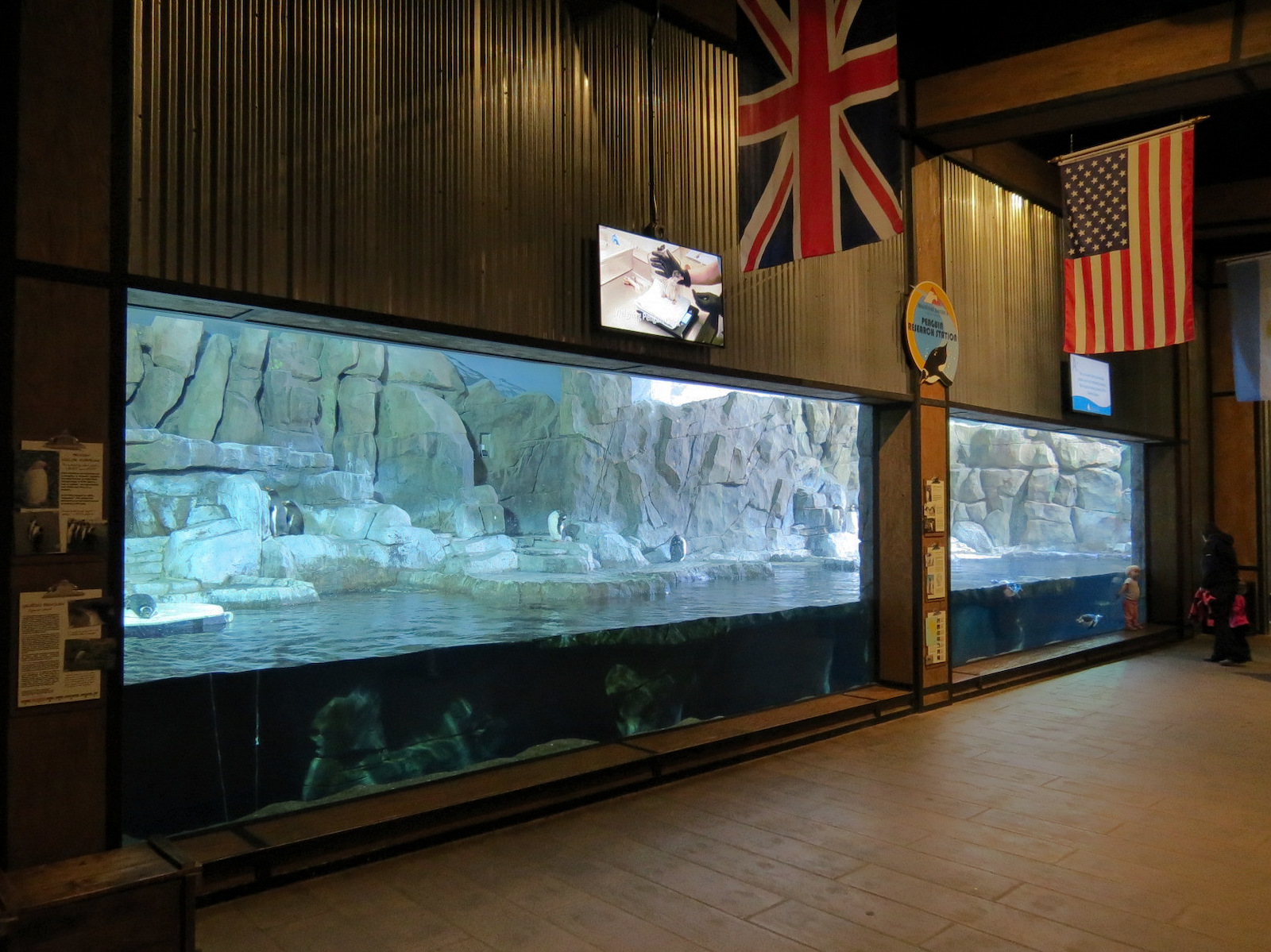 Antarctica Adventure - Gentoo Penguin Exhibit