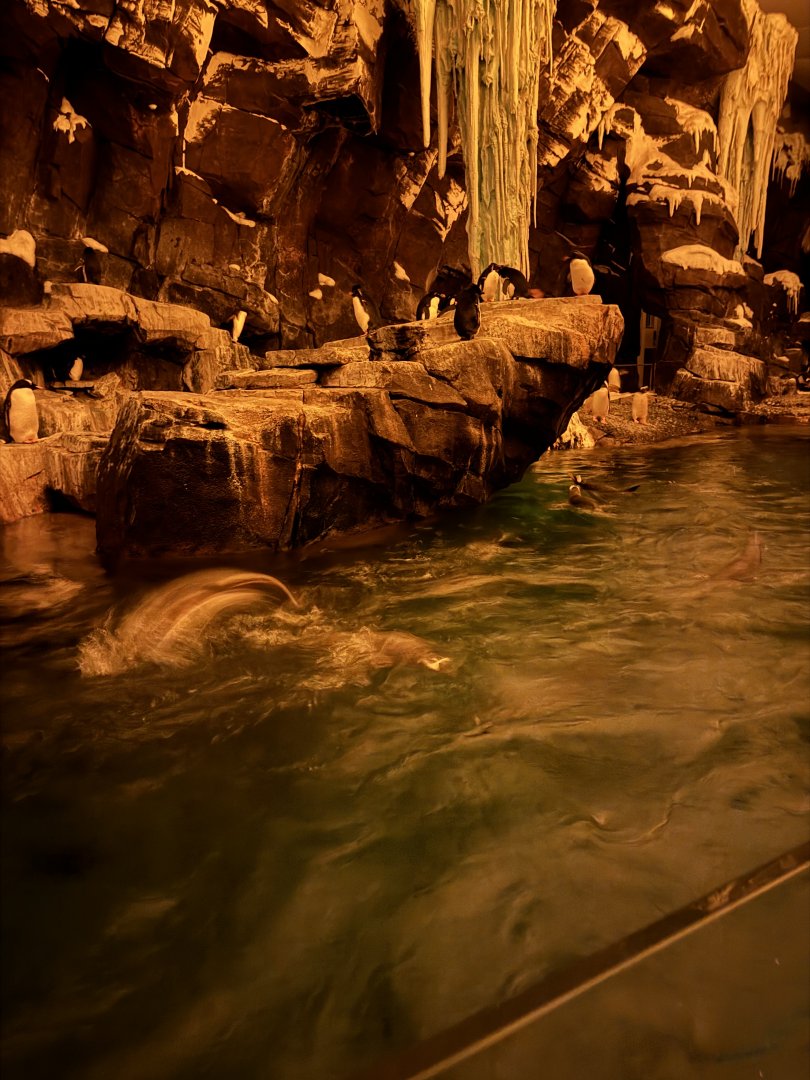 Antarctica Emperor of the Penguin, inside view