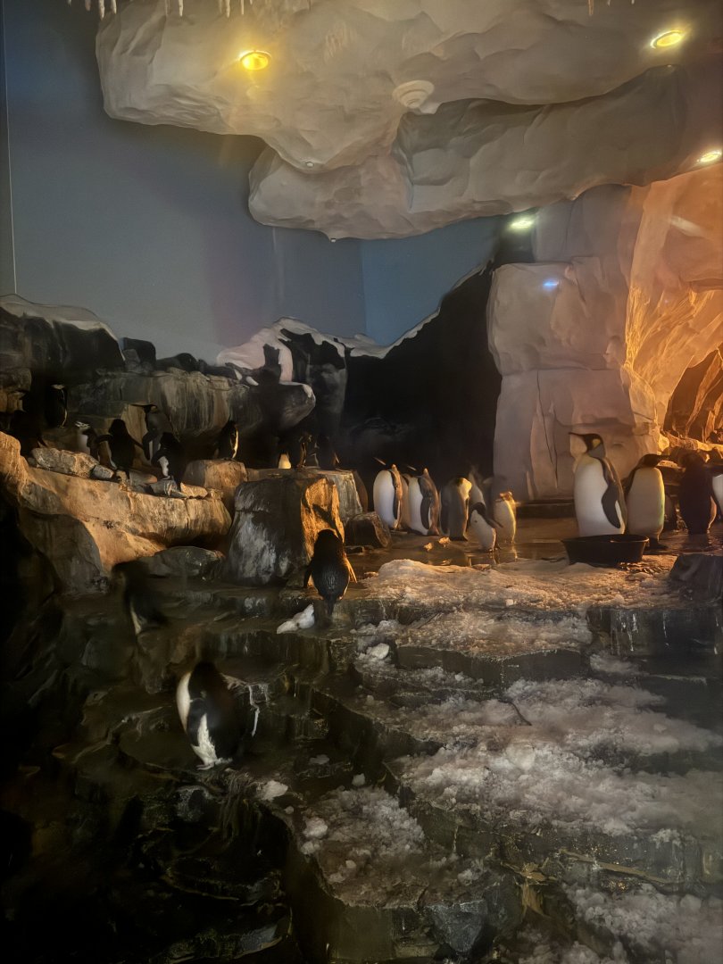 Antarctica Emperor of the Penguin, window view