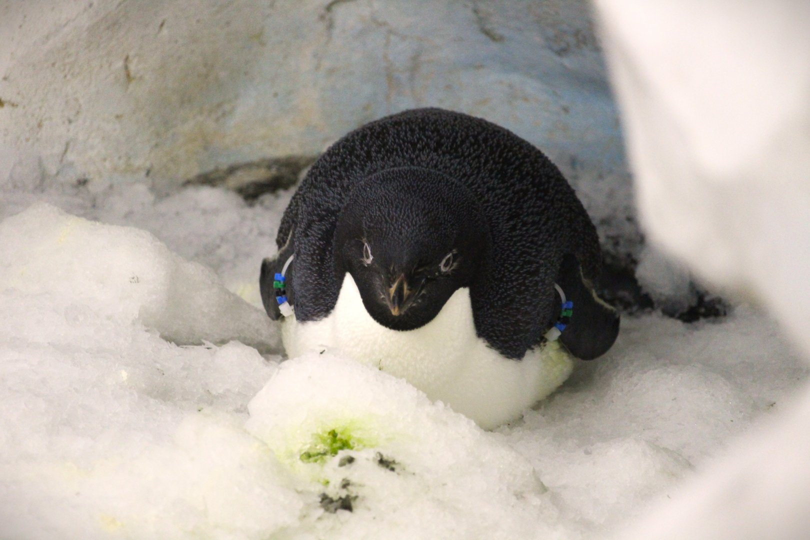 Antarctica: Empire of the Penguin - Adelie Penguin