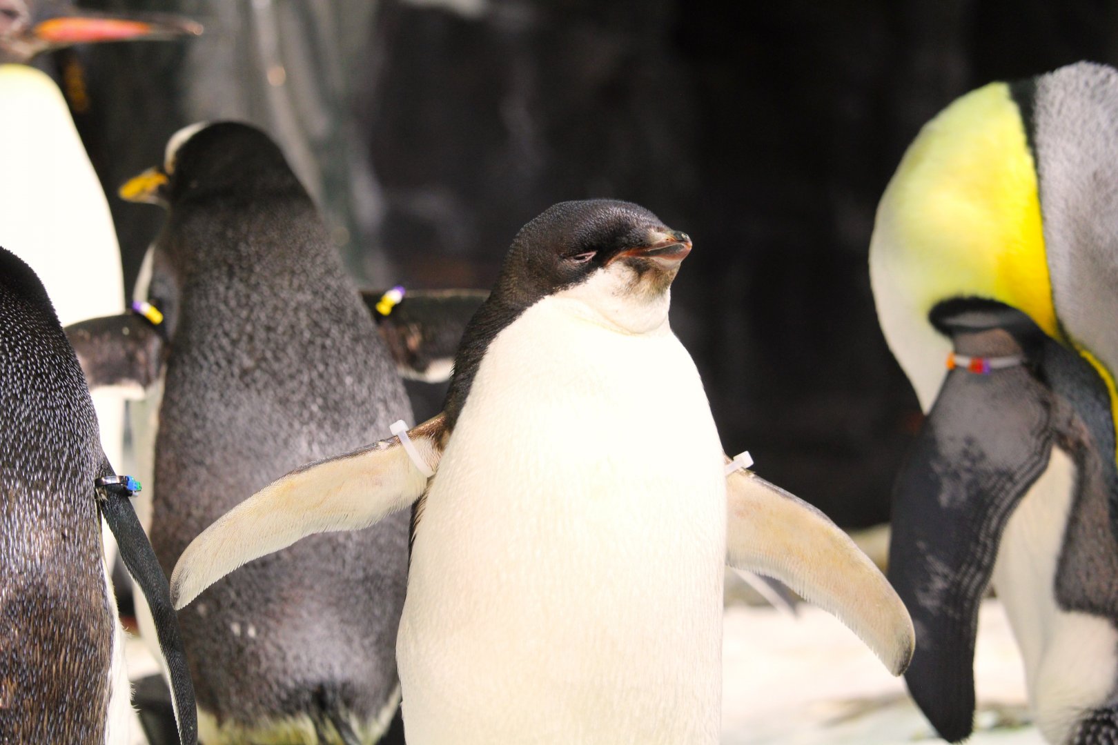 Antarctica: Empire of the Penguin - Adelie Penguin