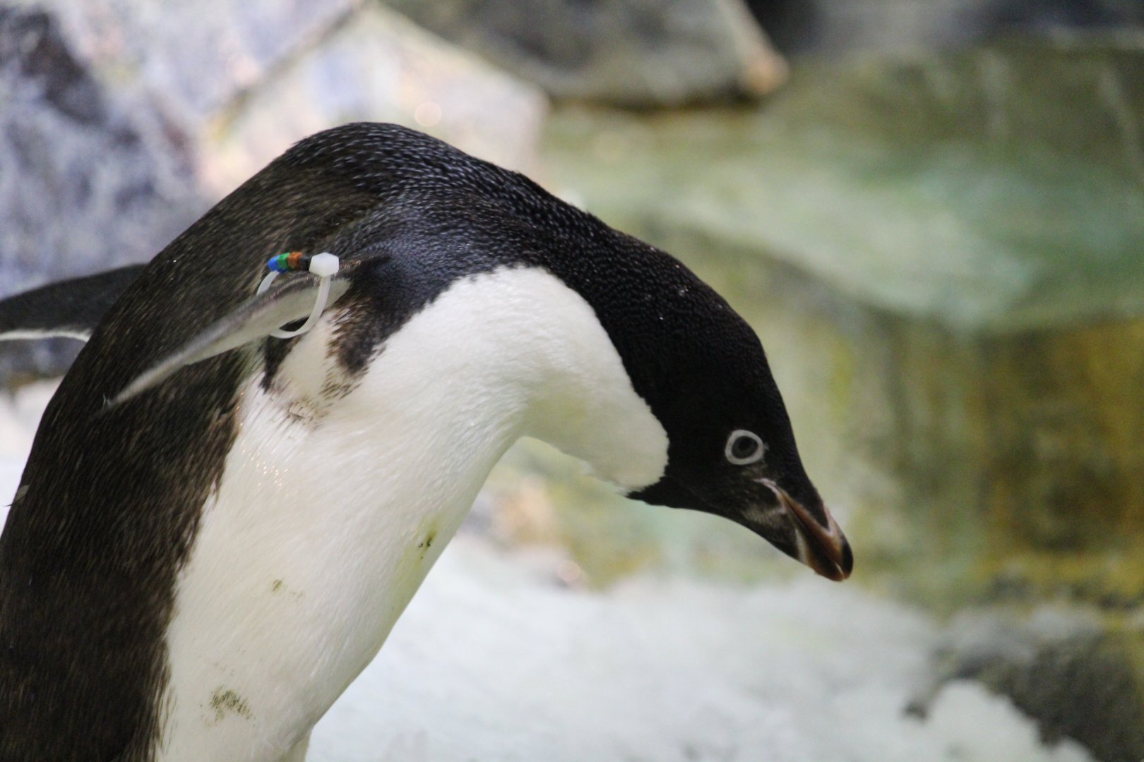 Antarctica: Empire of the Penguin - Adelie Penguin