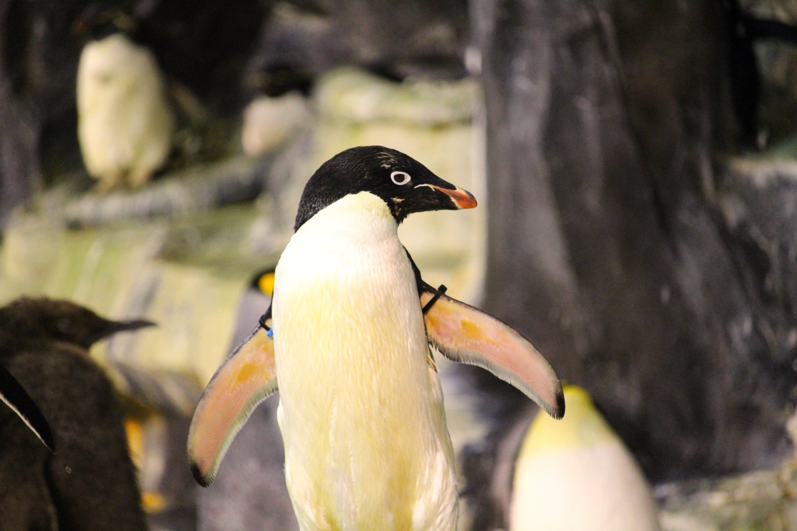 Antarctica: Empire of the Penguin - Adelie Penguin