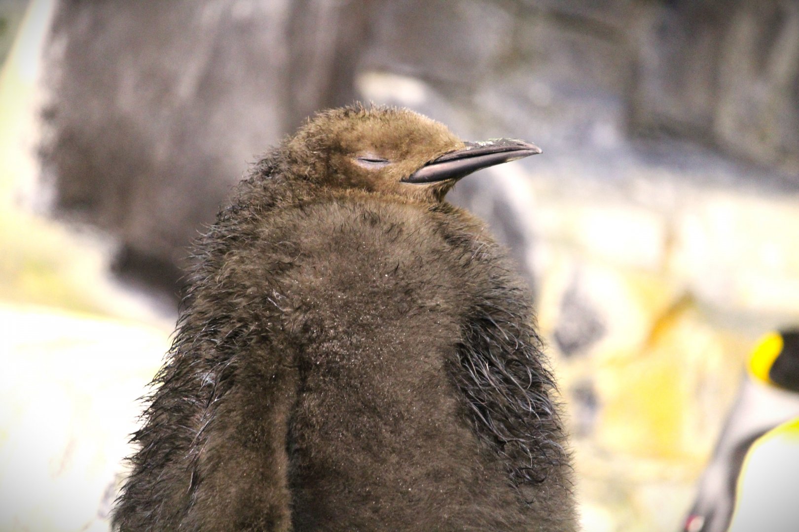 Antarctica: Empire of the Penguin - King Penguin