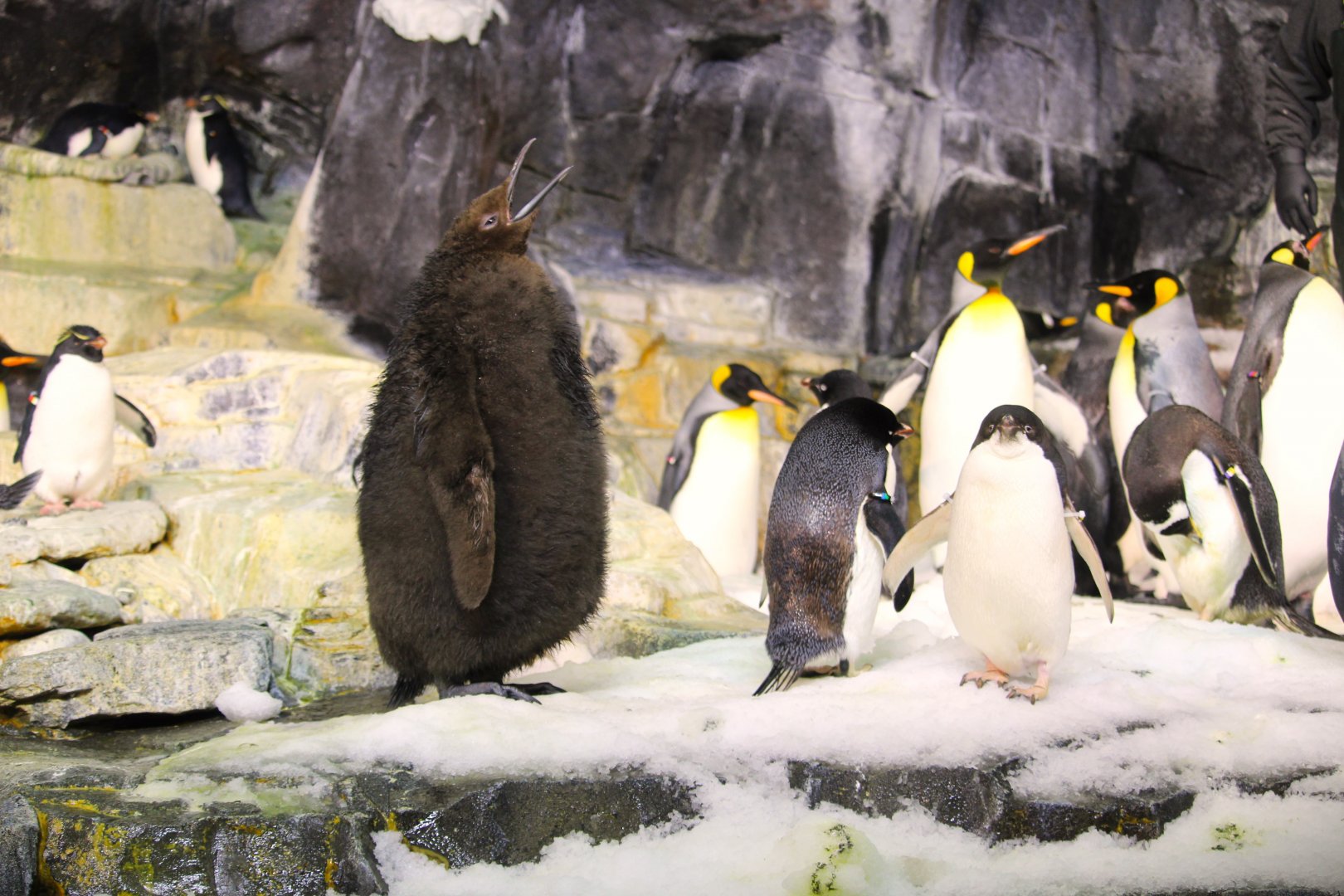 Antarctica: Empire of the Penguin - King Penguin