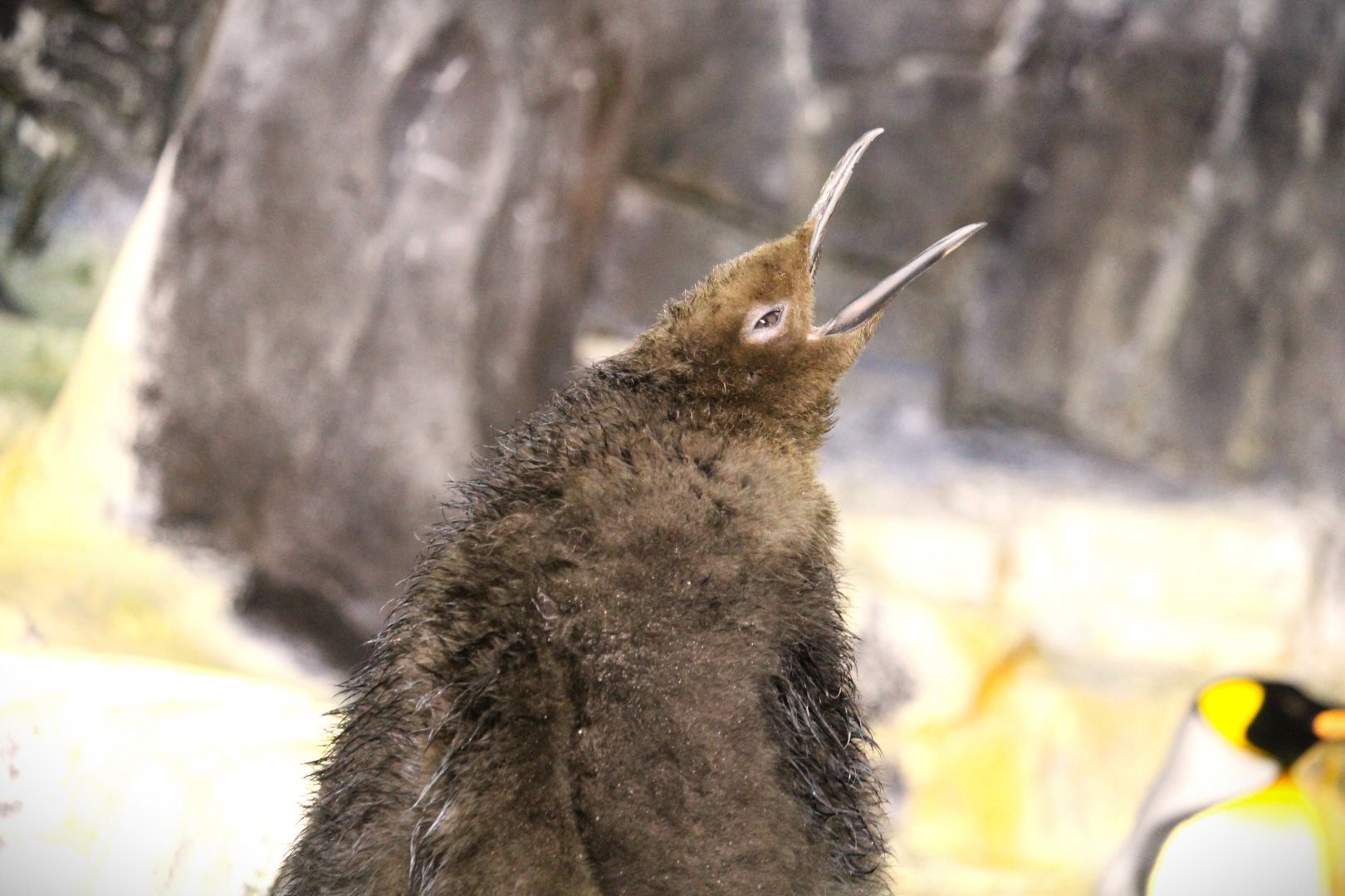 Antarctica: Empire of the Penguin - King Penguin