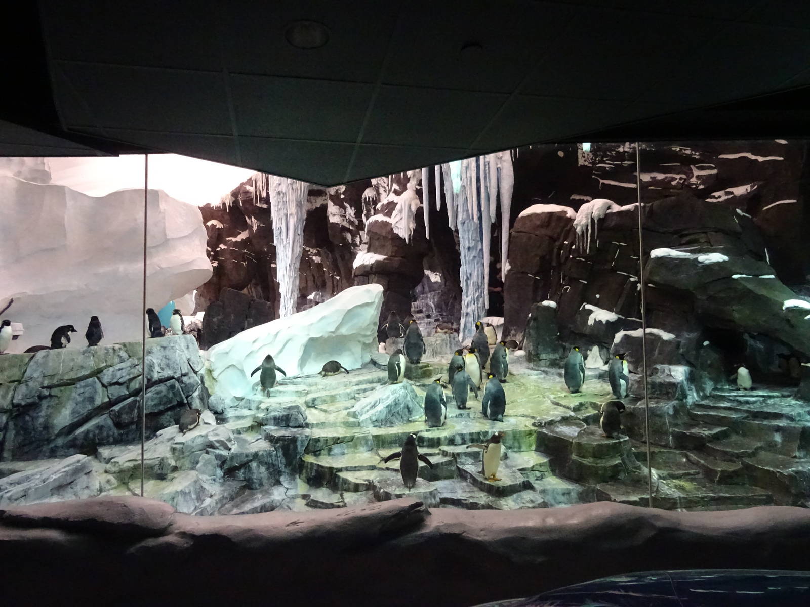 Antarctica: Empire of the Penguin - Penguin Exhibit at SeaWorld Orlando