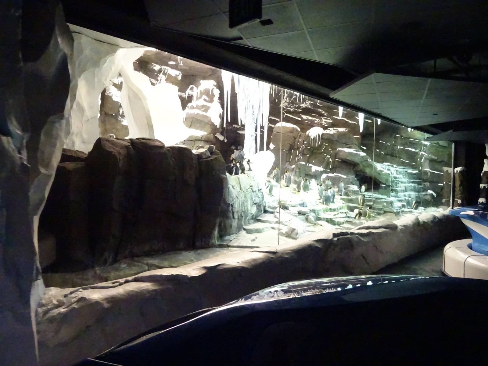 Antarctica: Empire of the Penguin - Penguin Exhibit at SeaWorld Orlando