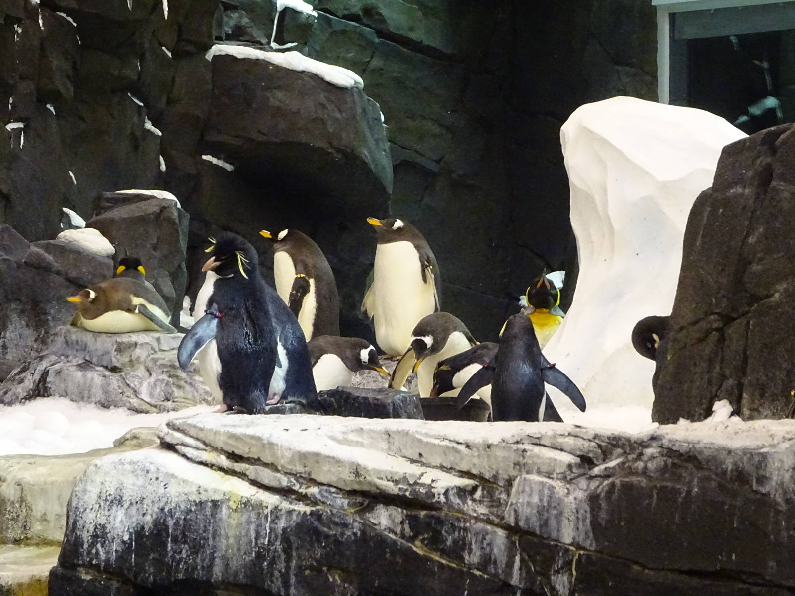 Antarctica: Empire of the Penguin - Penguin Exhibit at SeaWorld Orlando