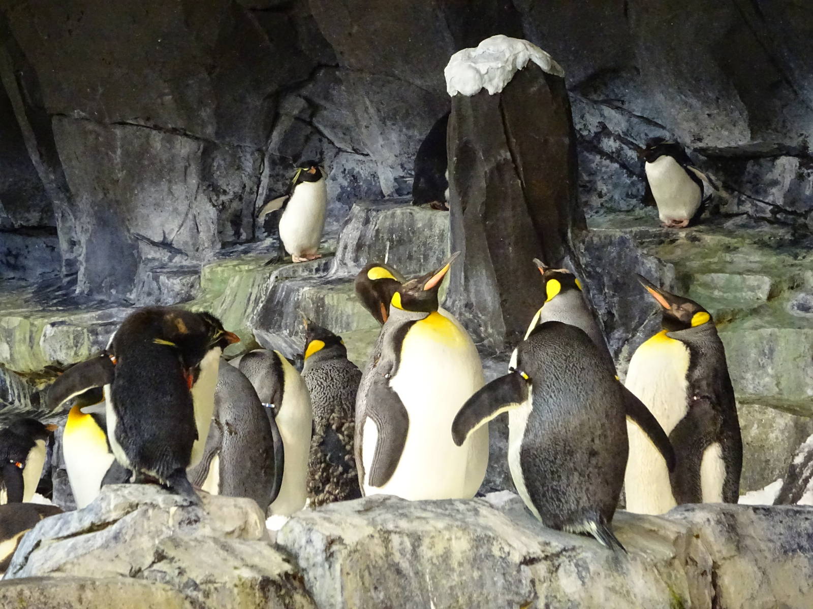 Antarctica: Empire of the Penguin - Penguin Exhibit at SeaWorld Orlando