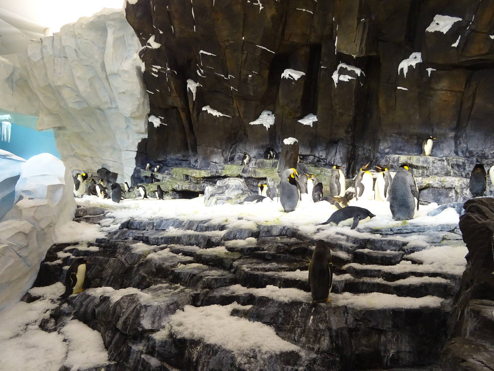 Antarctica: Empire of the Penguin - Penguin Exhibit at SeaWorld Orlando