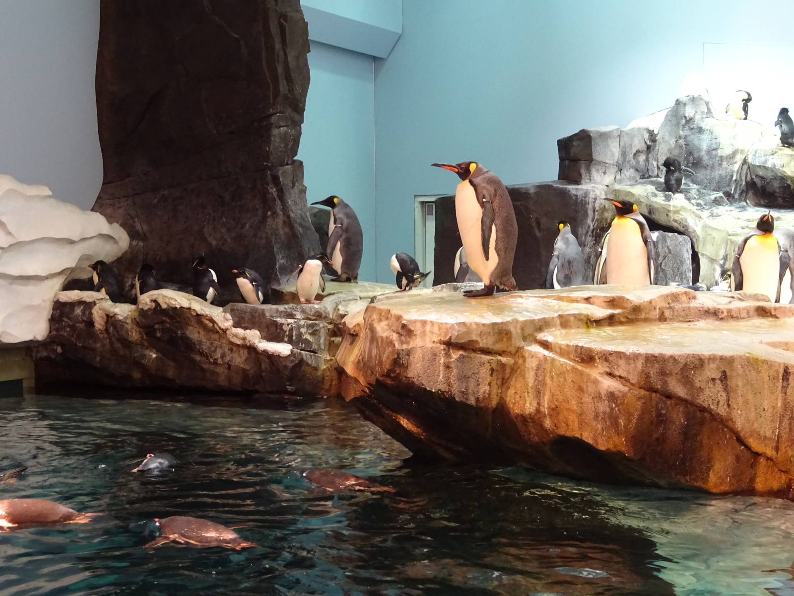 Antarctica: Empire of the Penguin - Penguin Exhibit at SeaWorld Orlando