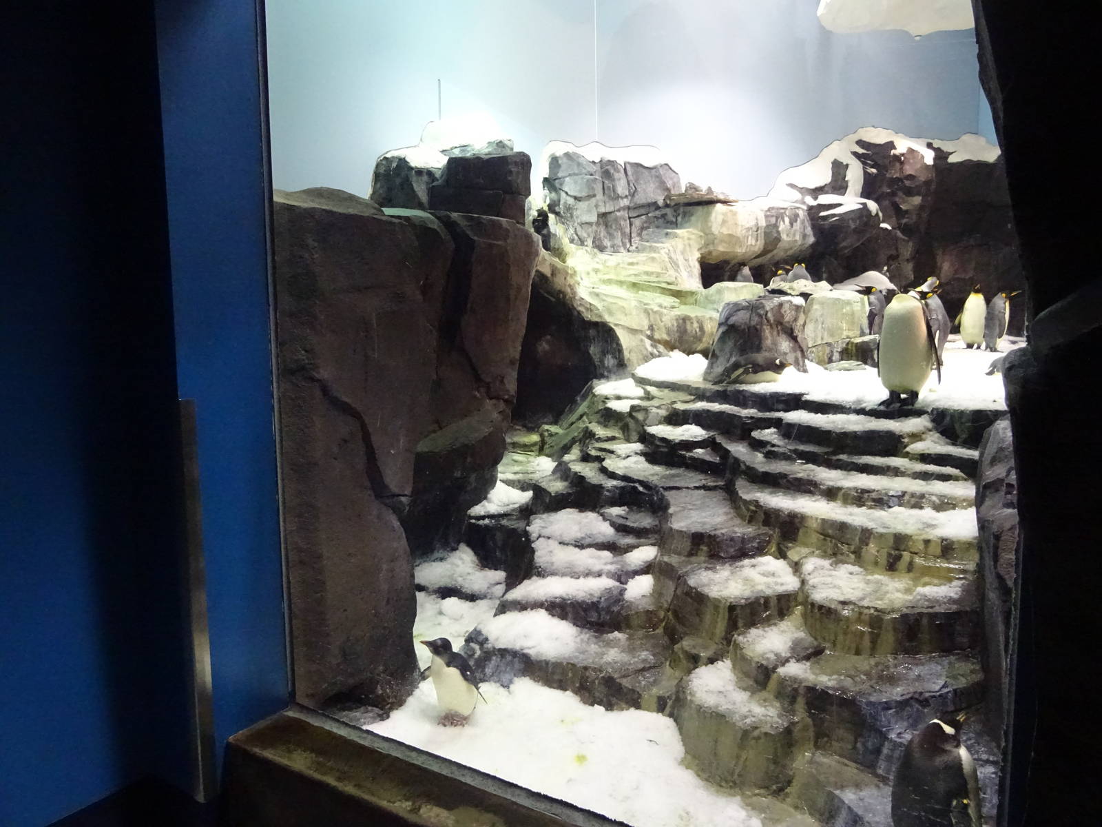 Antarctica: Empire of the Penguin - Penguin Exhibit at SeaWorld Orlando