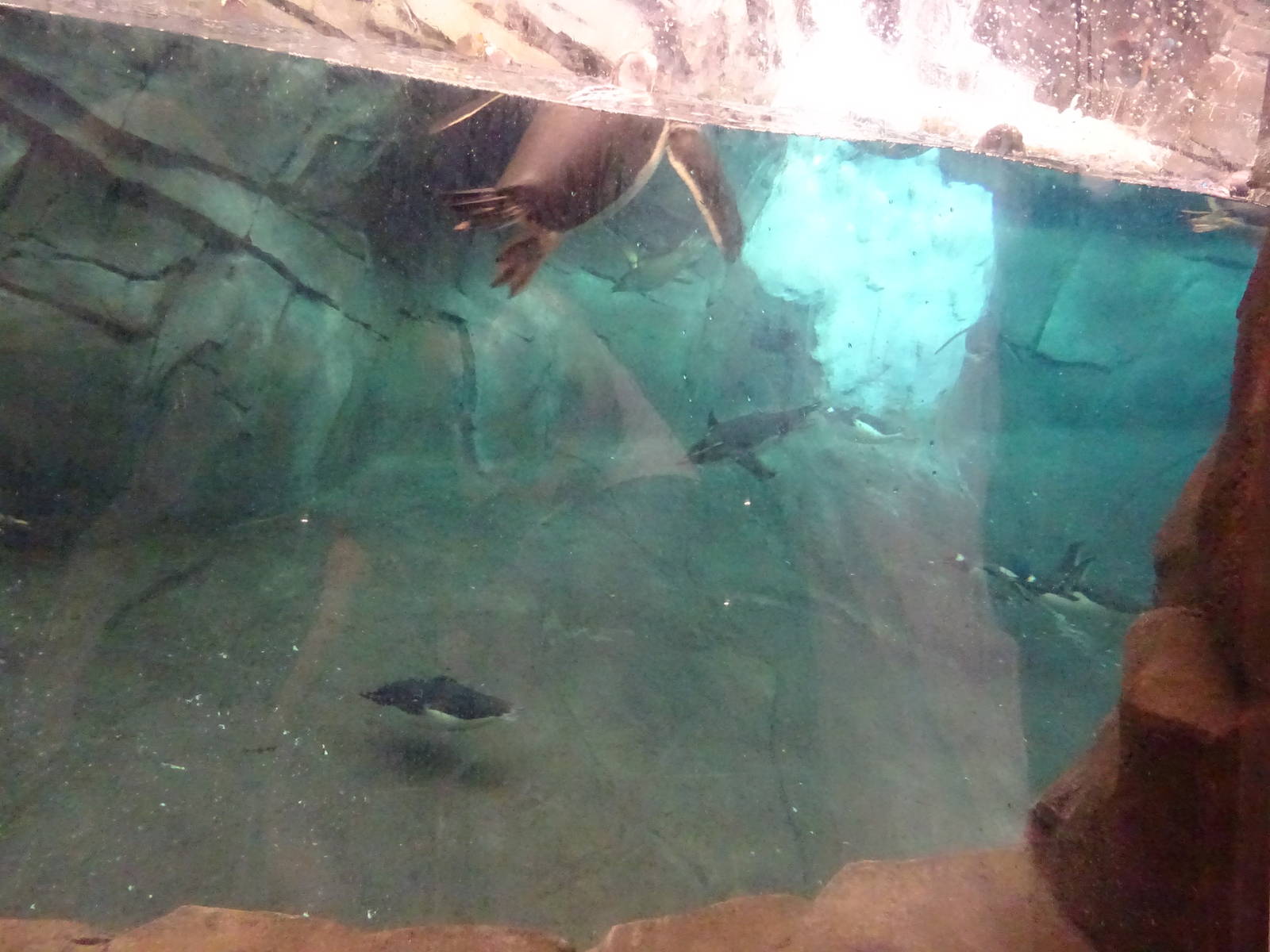 Antarctica: Empire of the Penguin - Penguin Exhibit Underwater Viewing at S