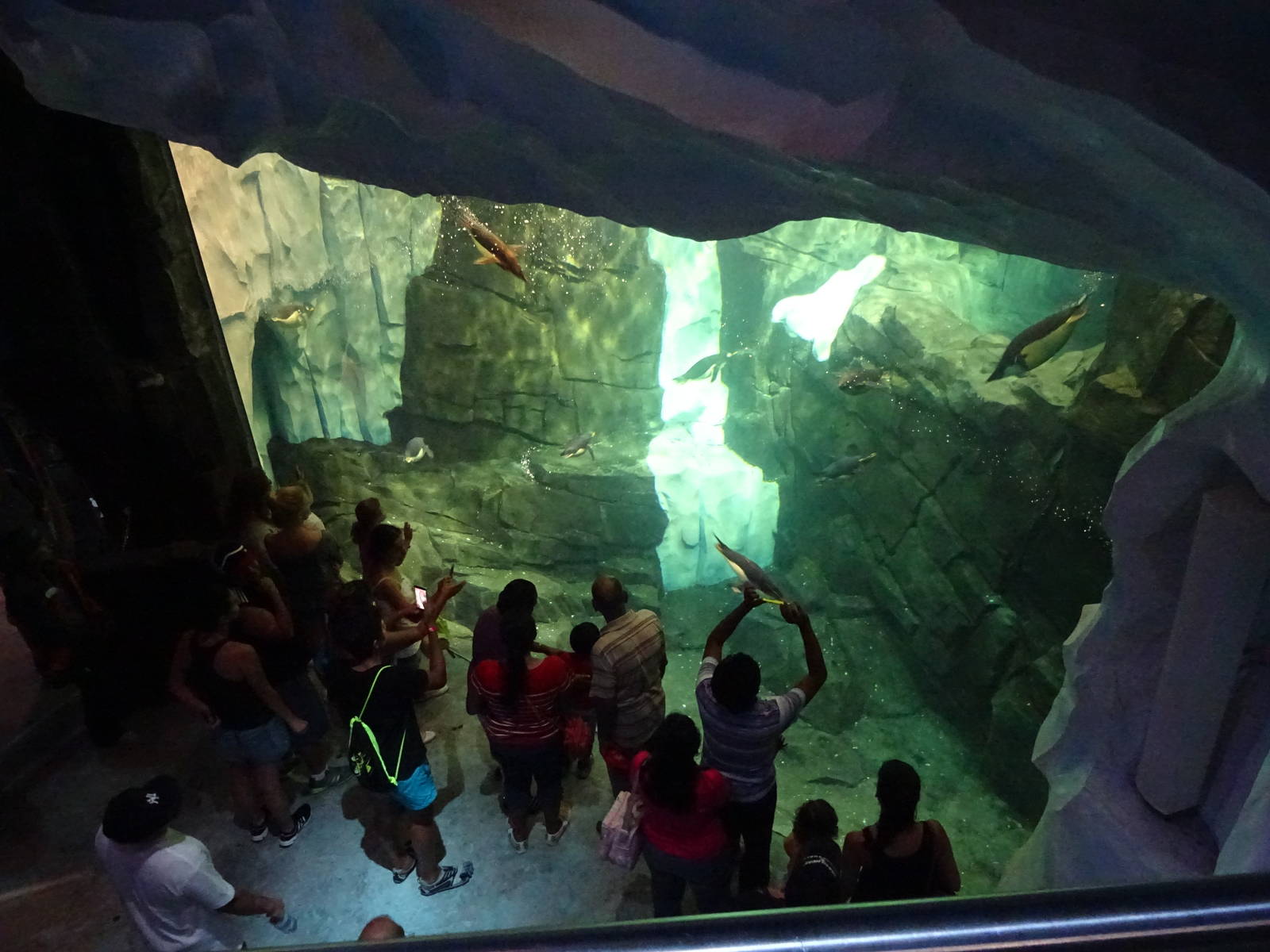 Antarctica: Empire of the Penguin - Penguin Exhibit Underwater Viewing at S