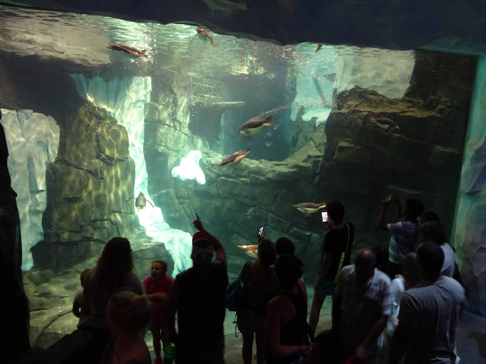 Antarctica: Empire of the Penguin - Penguin Exhibit Underwater Viewing at S