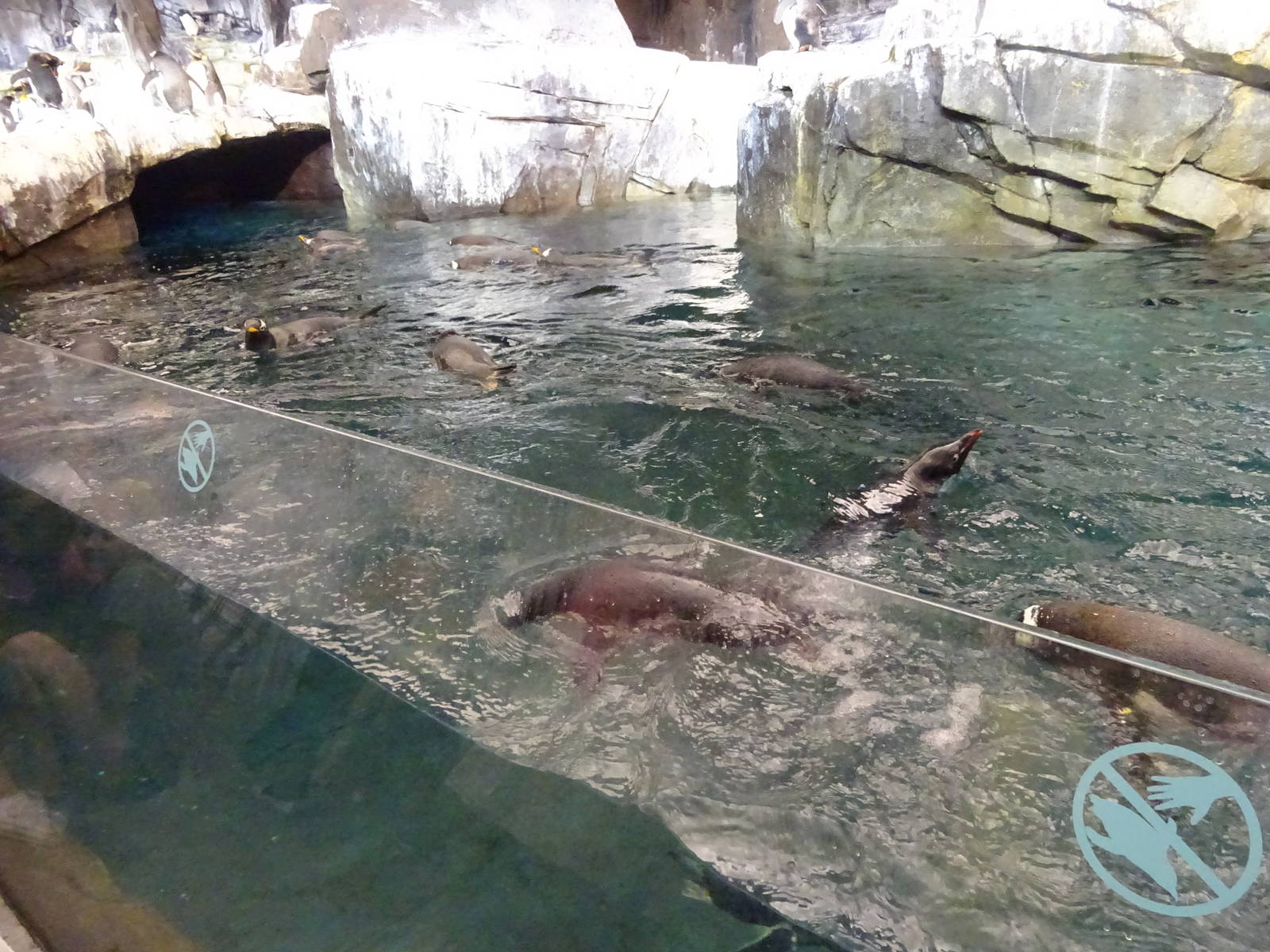 Antarctica: Empire of the Penguin - Penguin Exhibit  Underwater Viewing Win