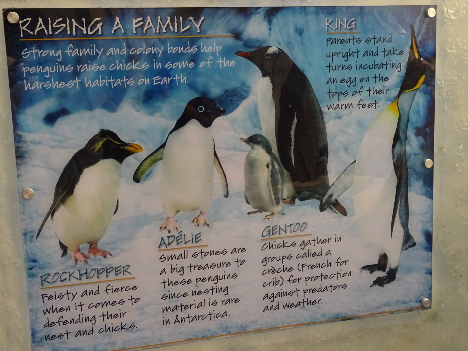 Antarctica: Empire of the Penguin - Penguin Sign at SeaWorld Orlando