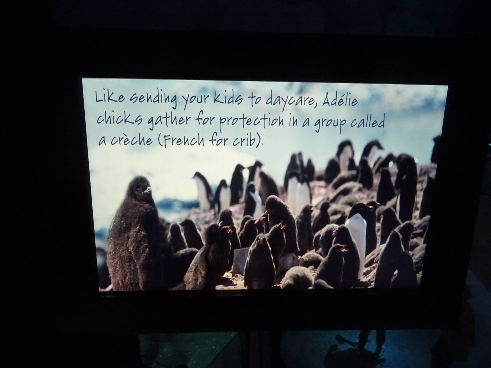 Antarctica: Empire of the Penguin - Penguin Sign at SeaWorld Orlando